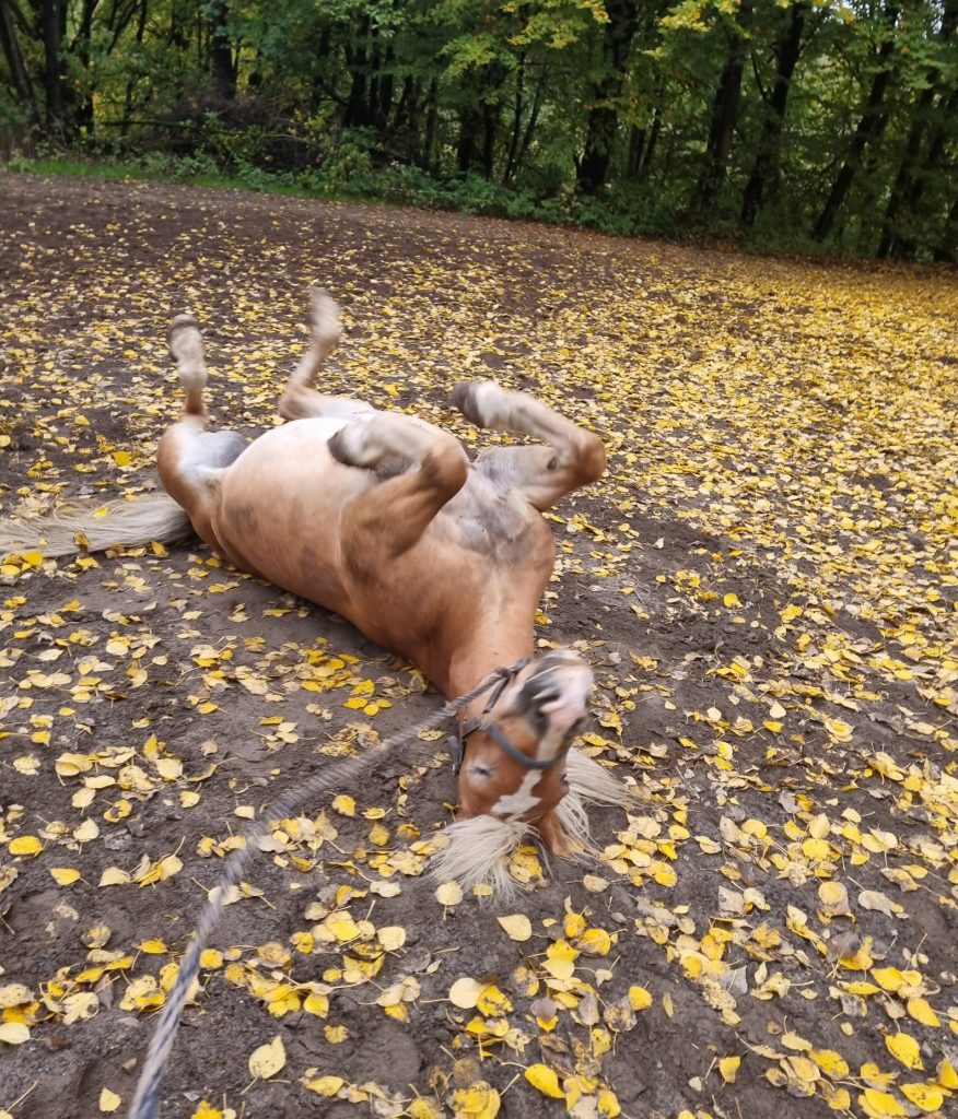Pferd das sich im Sand mit Laub wälzt