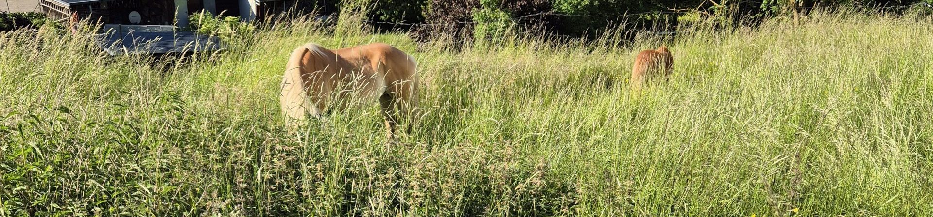 2 Pferd auf einer Wiese