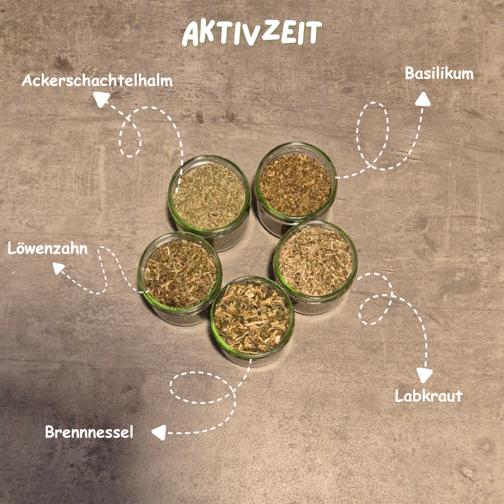Probierpaket Aktivzeit