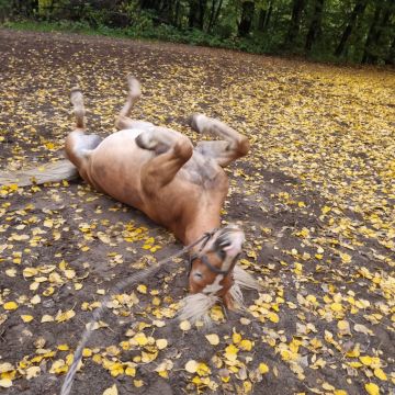 Pferd das sich im Sand mit Laub wälzt